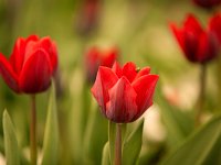 Dutch Tulips