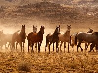 Patagonia, Wild Horses