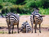 Tanzania, Ngorongoro Crater