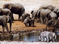 Namibia, Etosha NP