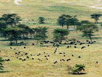 African Savanne