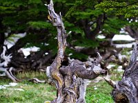 Dead Tree