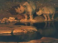 Rhinos at Waterhole