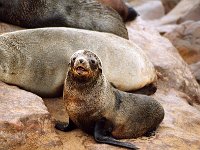 Cape Cross Seal