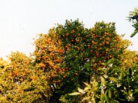 Citrusdal