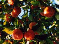 Citrusdal